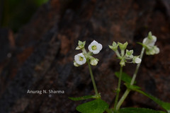 Argostemma courtallense